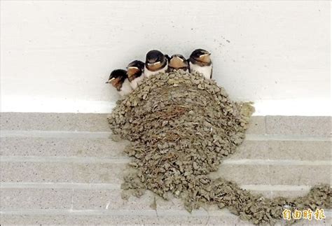 家裡有燕子築巢 懷孕 家裡施工